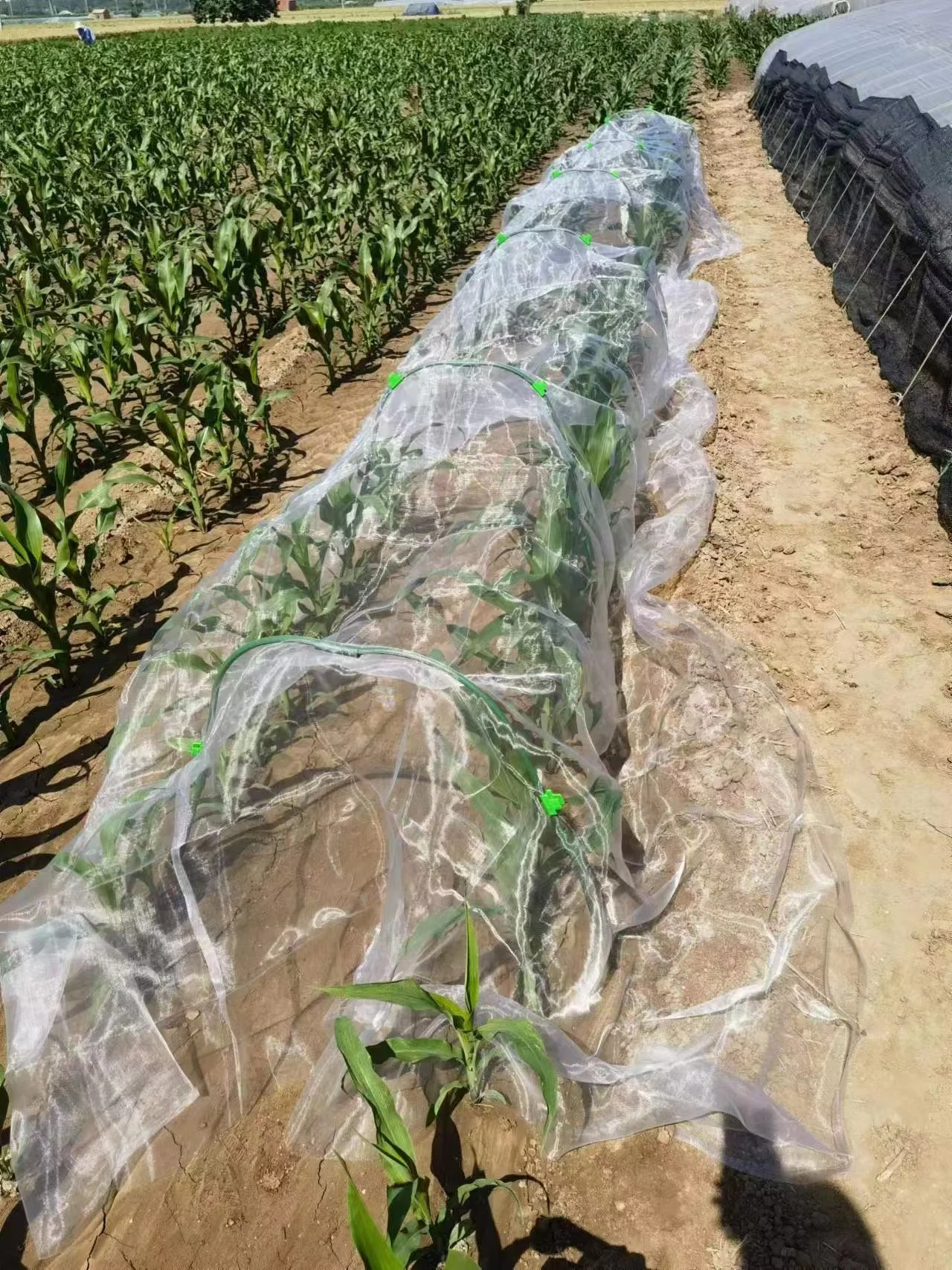 Transparent Nylon Bird Mist hdpe bird netting agritultural mesh for fruit trees protect