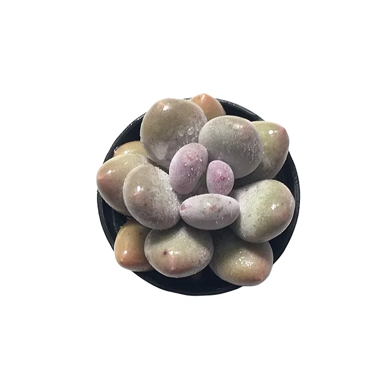 
Large nursery Wholesale fresh succulents miniature real succulent plants pink cheese 