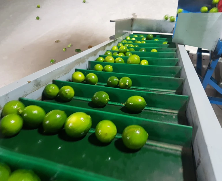 Premium Fresh Fruit Green Sour Taste Seedless Lemon Lime for Beverages Juice Drinks From Vietnam- Whatsapp 0084 989 322 607