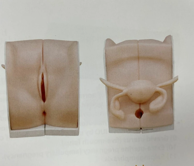 medical science subject Simulator Medical Teaching Series Child Birth & Fetus Contraception Guidance Model