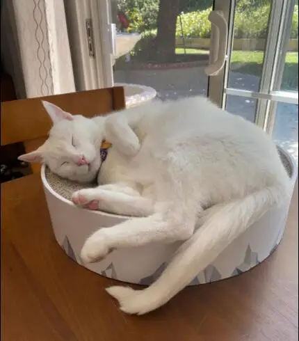 custom corrugated cardboard 2in1 Durable Modern Cat scratching pad Lounge cat scratcher Couch Bed for indoor cats