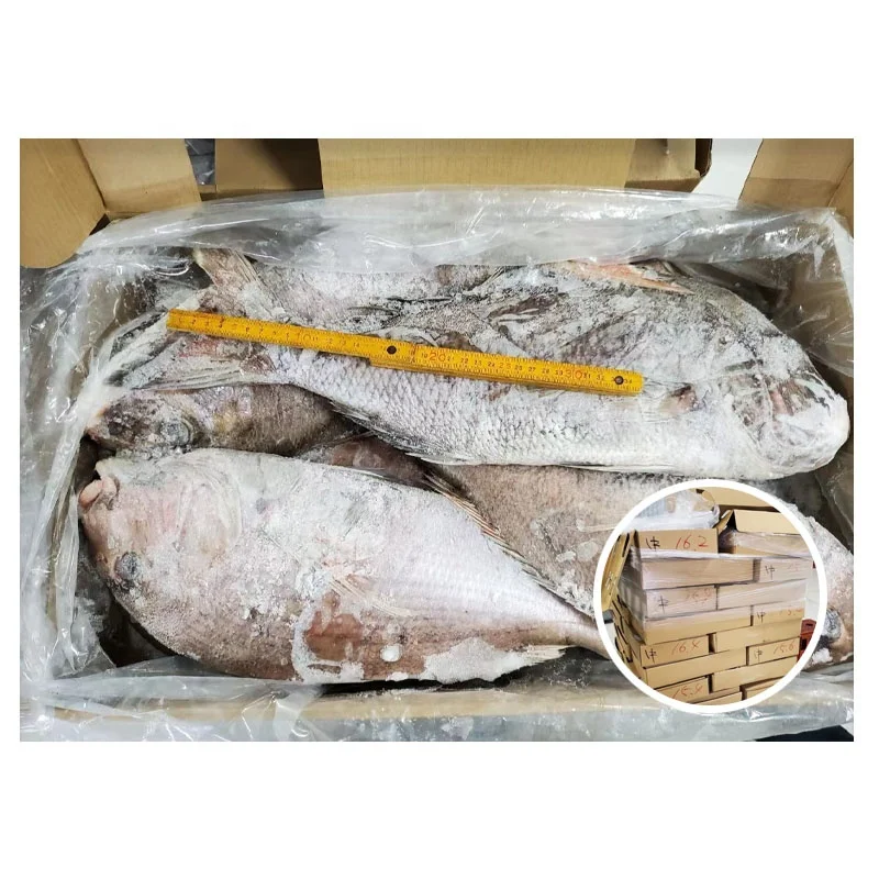 Good Sale Japan Fish Whole Round Frozen Red Snapper For Africa