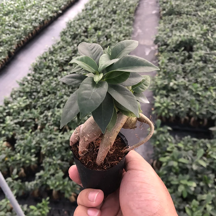 
natural ginseng bonsai ficus elastica outdoor plants 