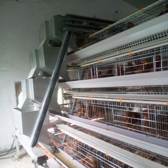 Automatic Chicken Cage With Manure Removal Machine