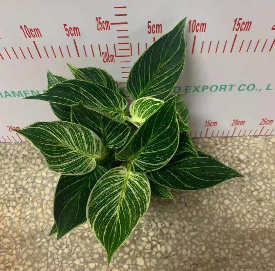 Wholesale high quality Philodendron Birkins ornamental live plant bonsai for decorative foliage plant