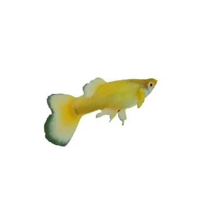 
FULL GOLD GUPPY FISH - Multicolor Thailand Guppy Fish Premium Quality Ornamental Aquariums 
