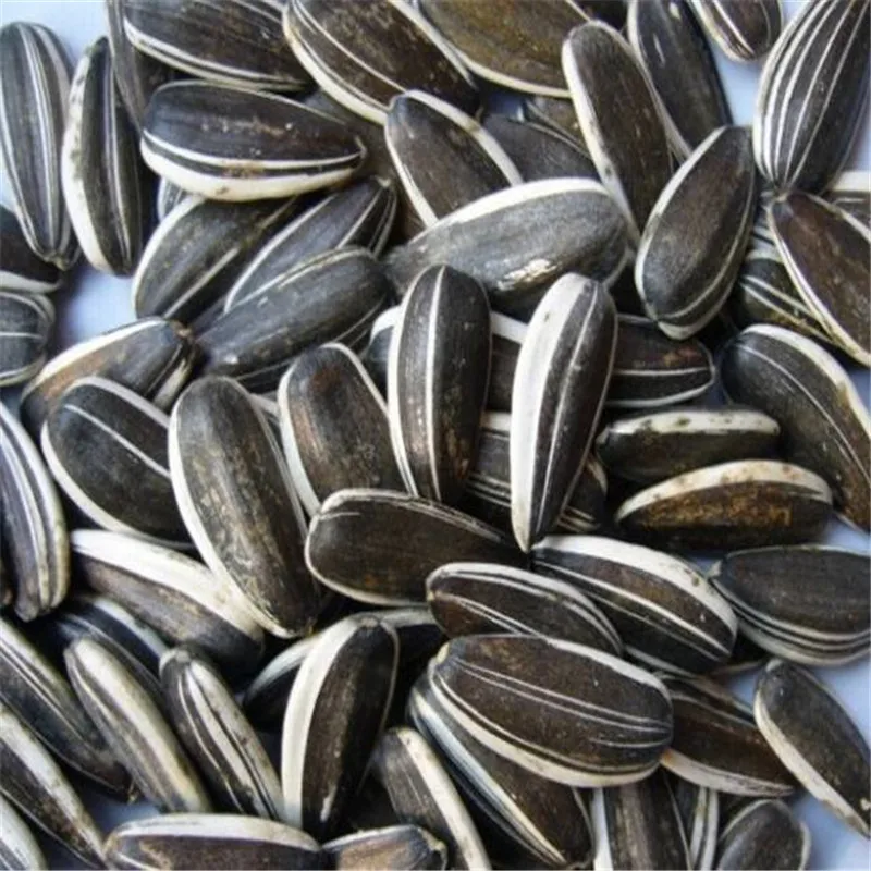 sunflower seeds  03.jpg