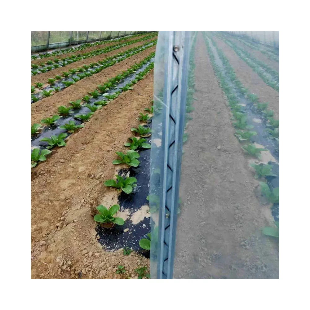 AGROTIME low cost plastic shed greenhouse tomato/potato/lettuce agriculture hoop house full container or half container