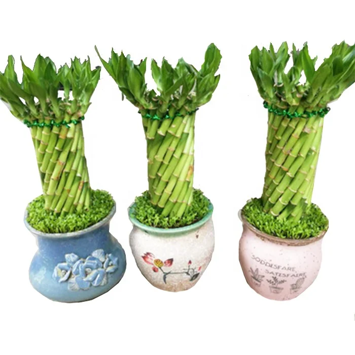 
Fengshui wheel lucky bamboo dracaena sanderiana 