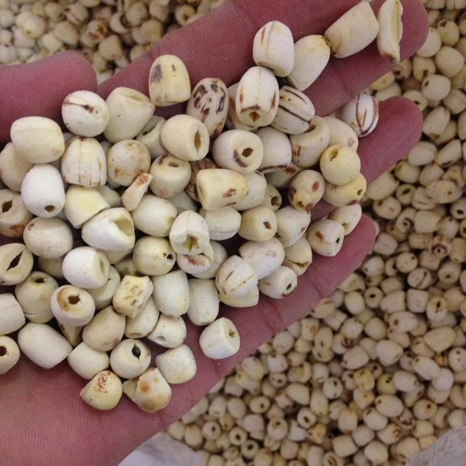 Seed Lotus Organic Lotus Seed Clean Good Price  For Wholesale