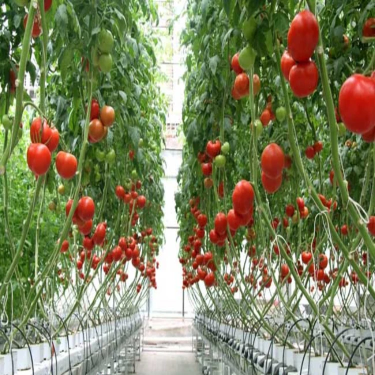 Tomato  Trellis Twine Multi-purpose PP Packing Rope Polypropylene Baler Twine for Agricultural Vegetable Bundle
