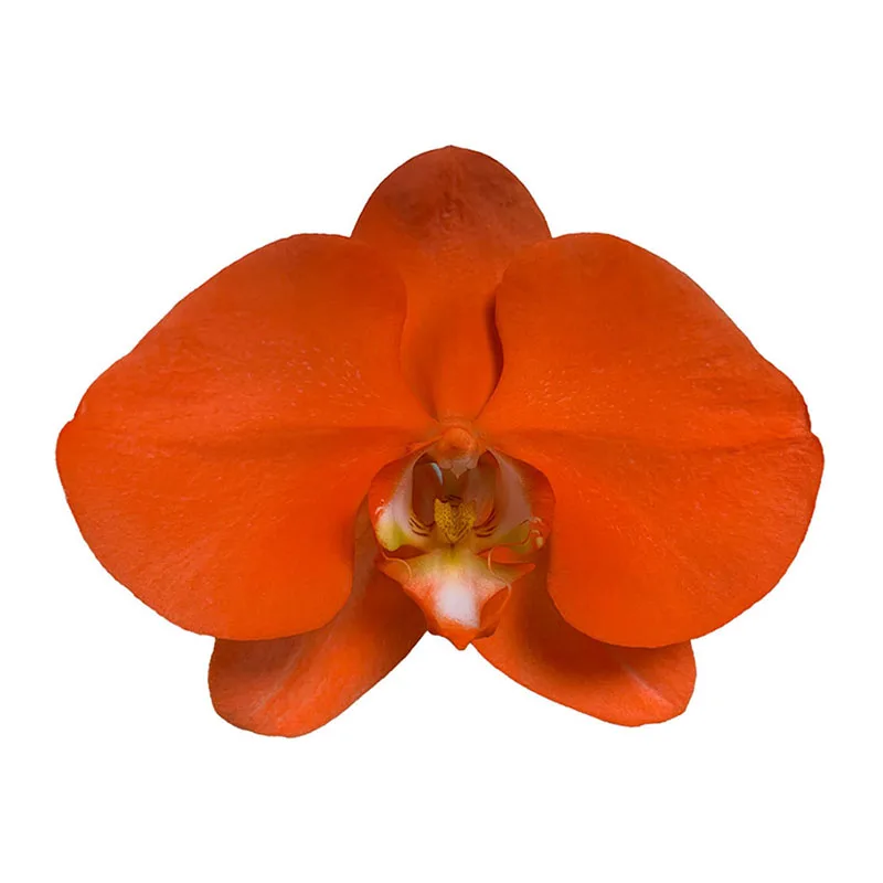 2021 New Listing Hot-selling Spray Orang Phalaenopsis Fresh Cut Flowers