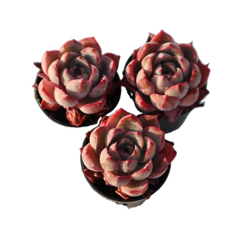 succulents wholesale live natural fresh Hera cheap succulents for sale online