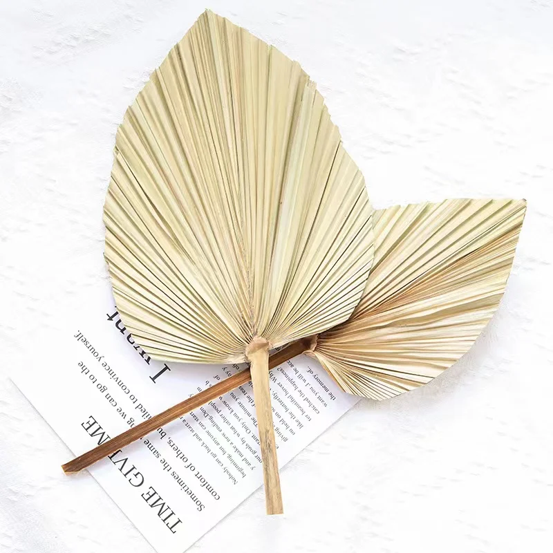 Сушеный веер для пальмы в классическом стиле свадебного