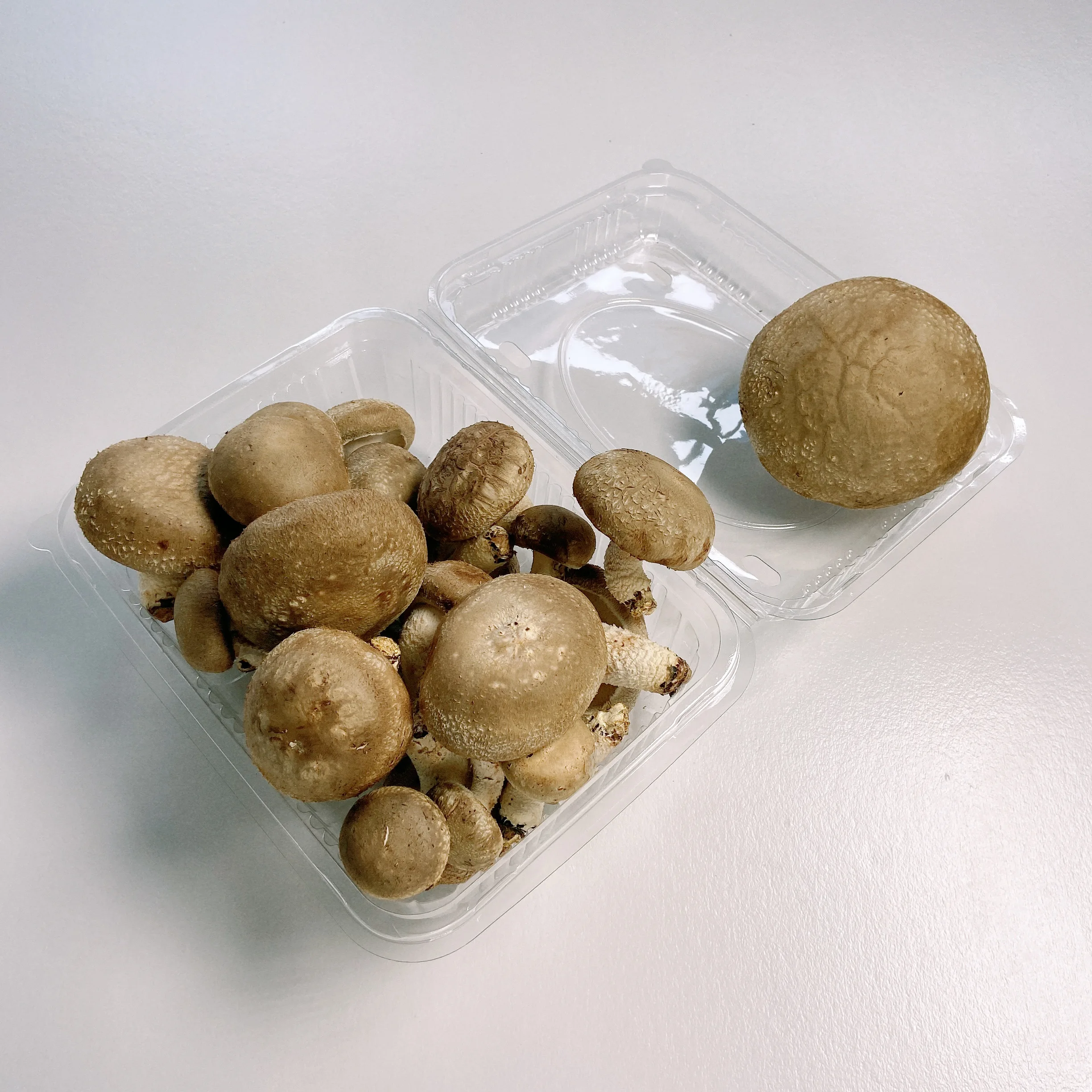 Wholesale Fine Fresh Mini-xl Tender Export Mushrooms Fresh Price