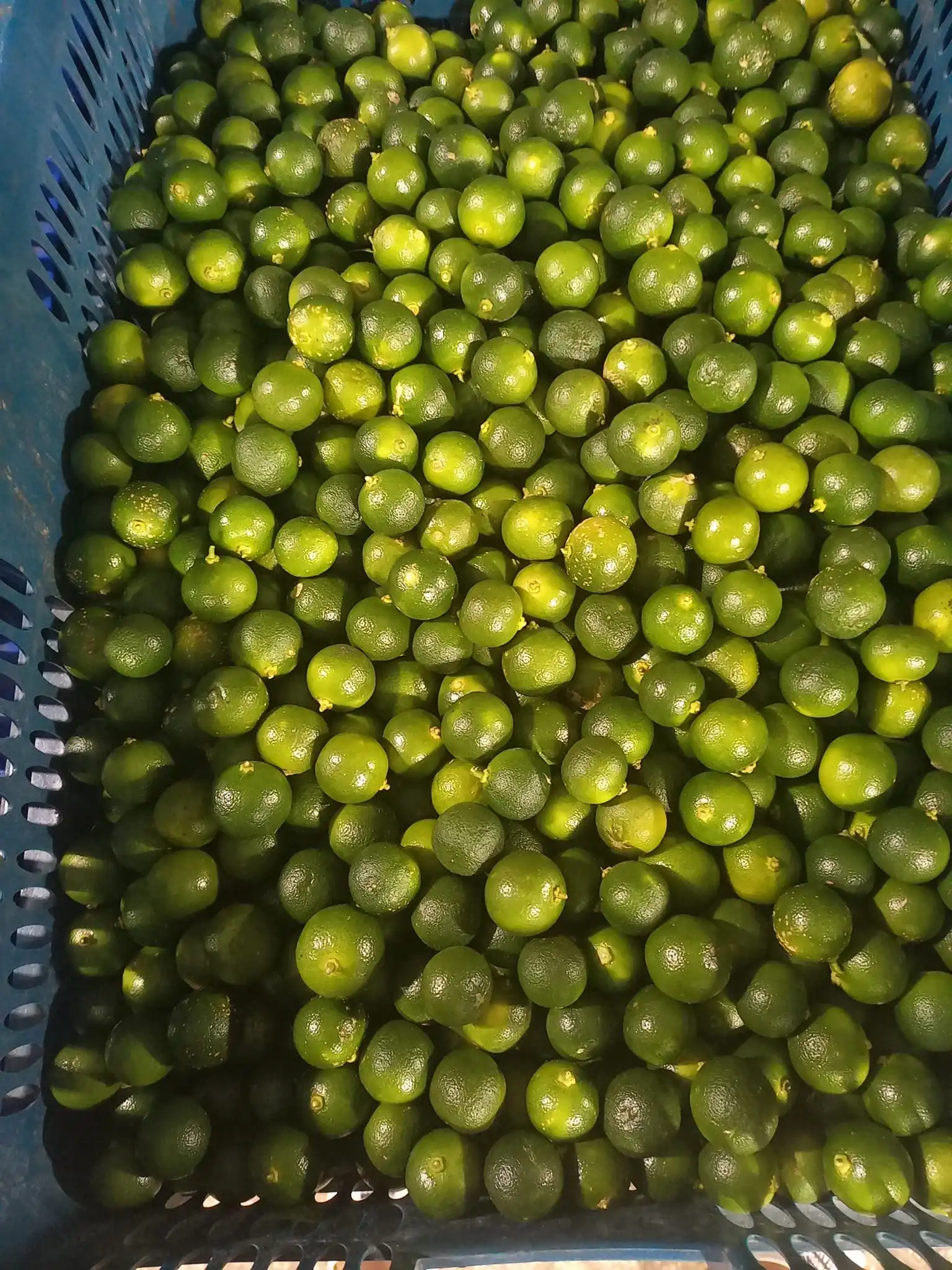 Фрукты каламansi