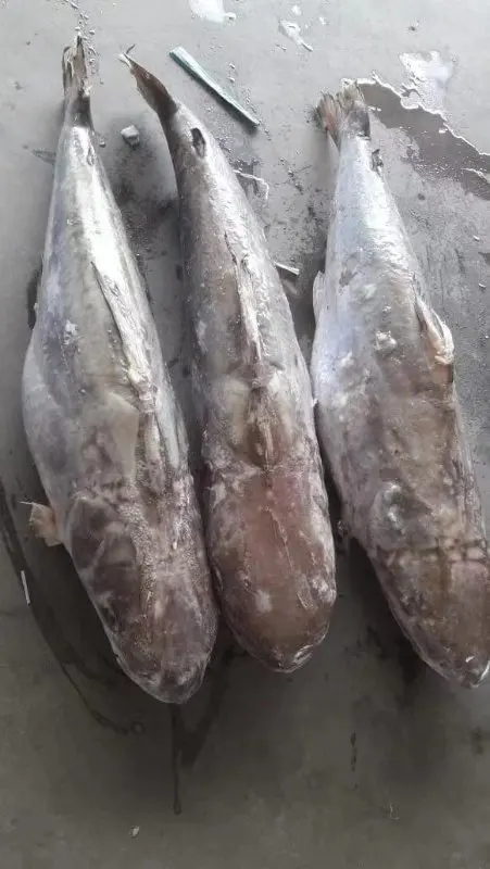 
Good Sale Indonesia Origin Seafood Frozen Sea Catfish 