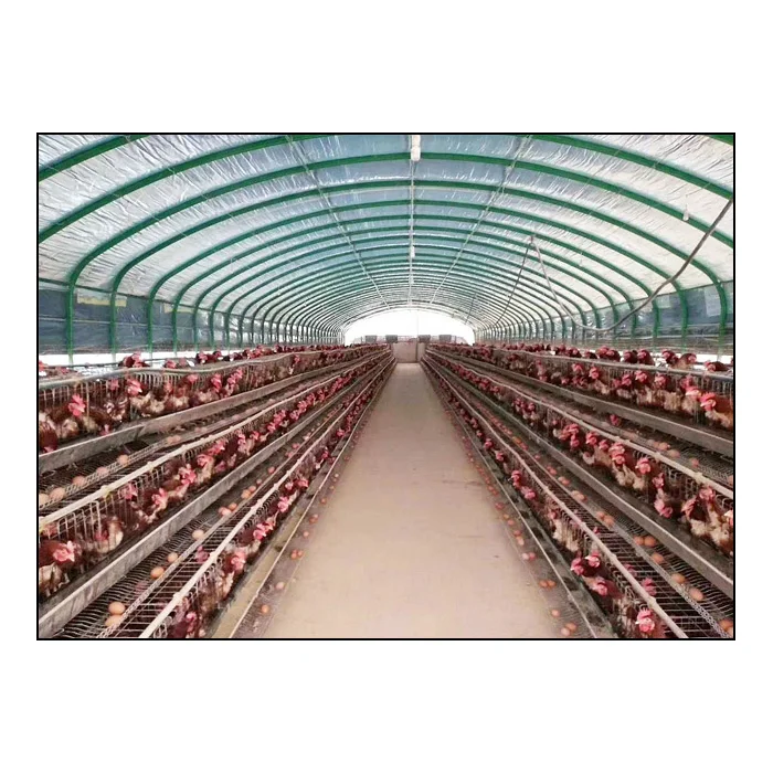 Steel frame chicken shed prefab poultry farm low cost chicken coop houses