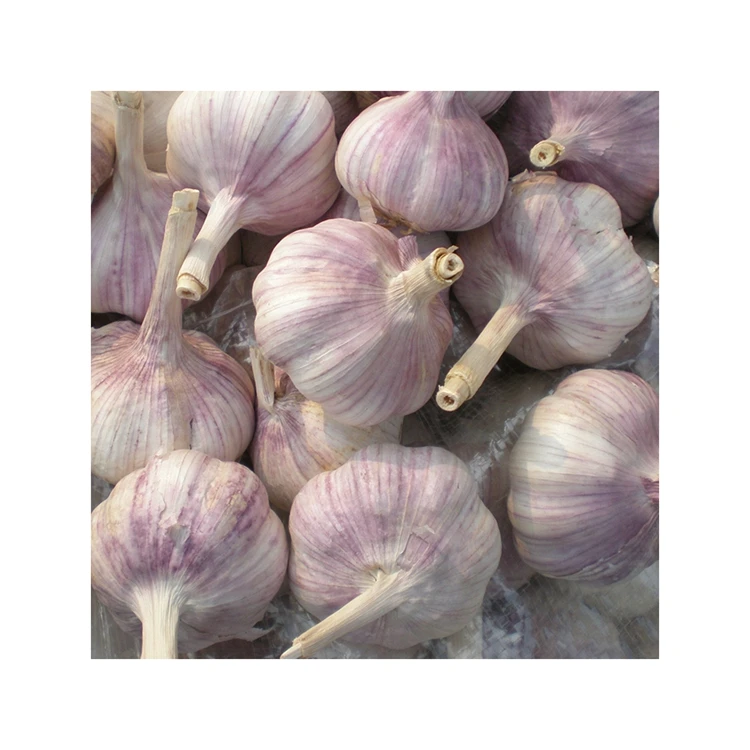 Top Sale Normal White Garlic New Crop Cheap Wholesale Fresh Red Garlic