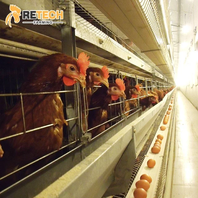 Good Design Poultry Shed Automatic Battery Layer Farm Chicken Cage for Sale