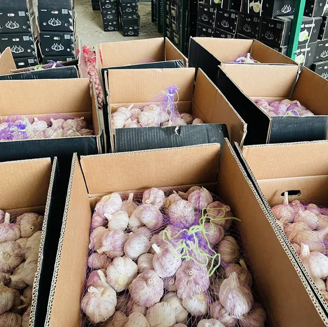 Custom Wholesale 5.5cm 10kg Carton Packing 1kg Small Inner Mesh Bag Popular 2022 Crop Chinese Garlic