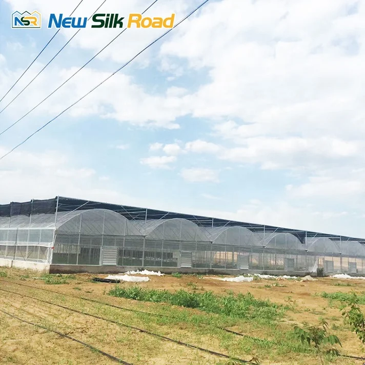 NSR Greenhouse Multispan Economical Plastic Vegetable Greenhouse Tunnel For Sale