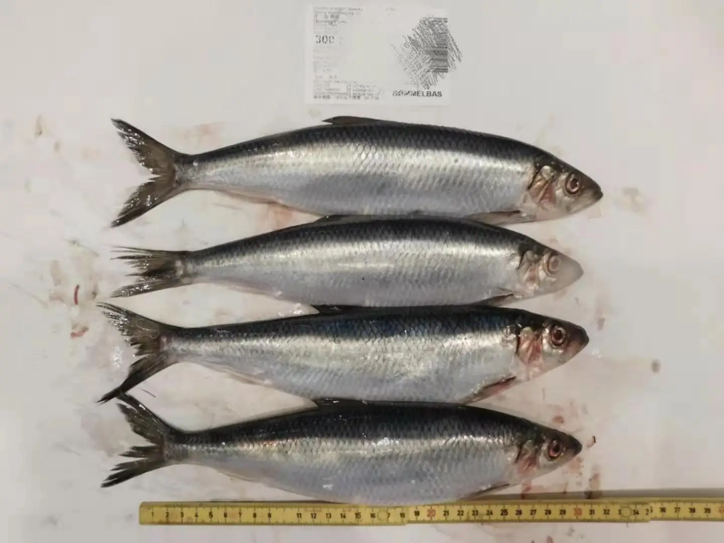 Japan Origin Frozen Herring Fish Price Whole Round Fresh Herring