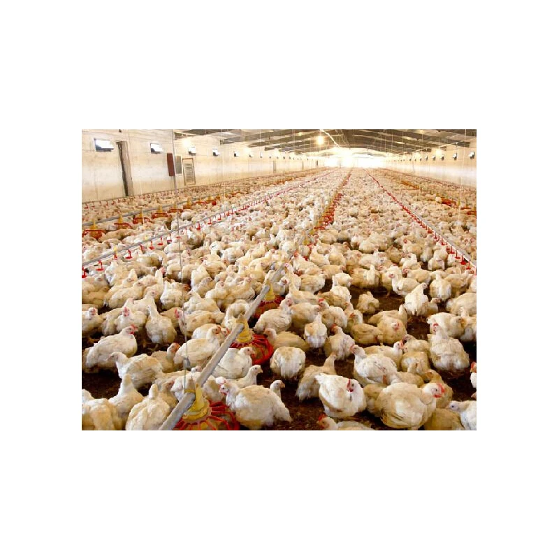 Floor Type Poultry Management Feeder with Automatic Feeding System