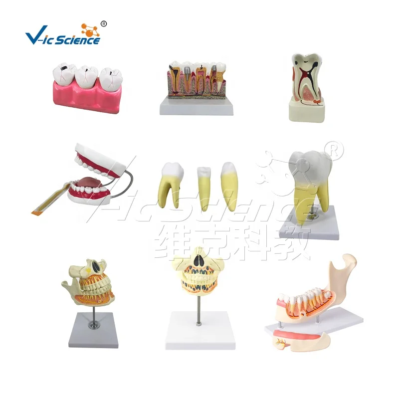 Stainless Steel Carvers for Special Dental Practice School Education