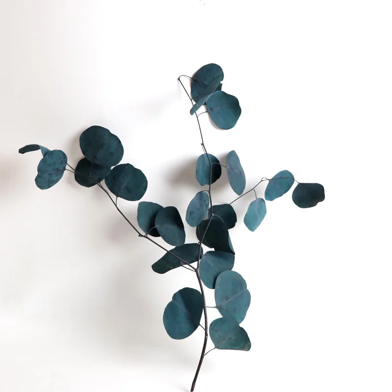 dried leaves and flowers real natural eucalyptus preserved flowers and plants dried flowers plants eucalyptus leaves for decor