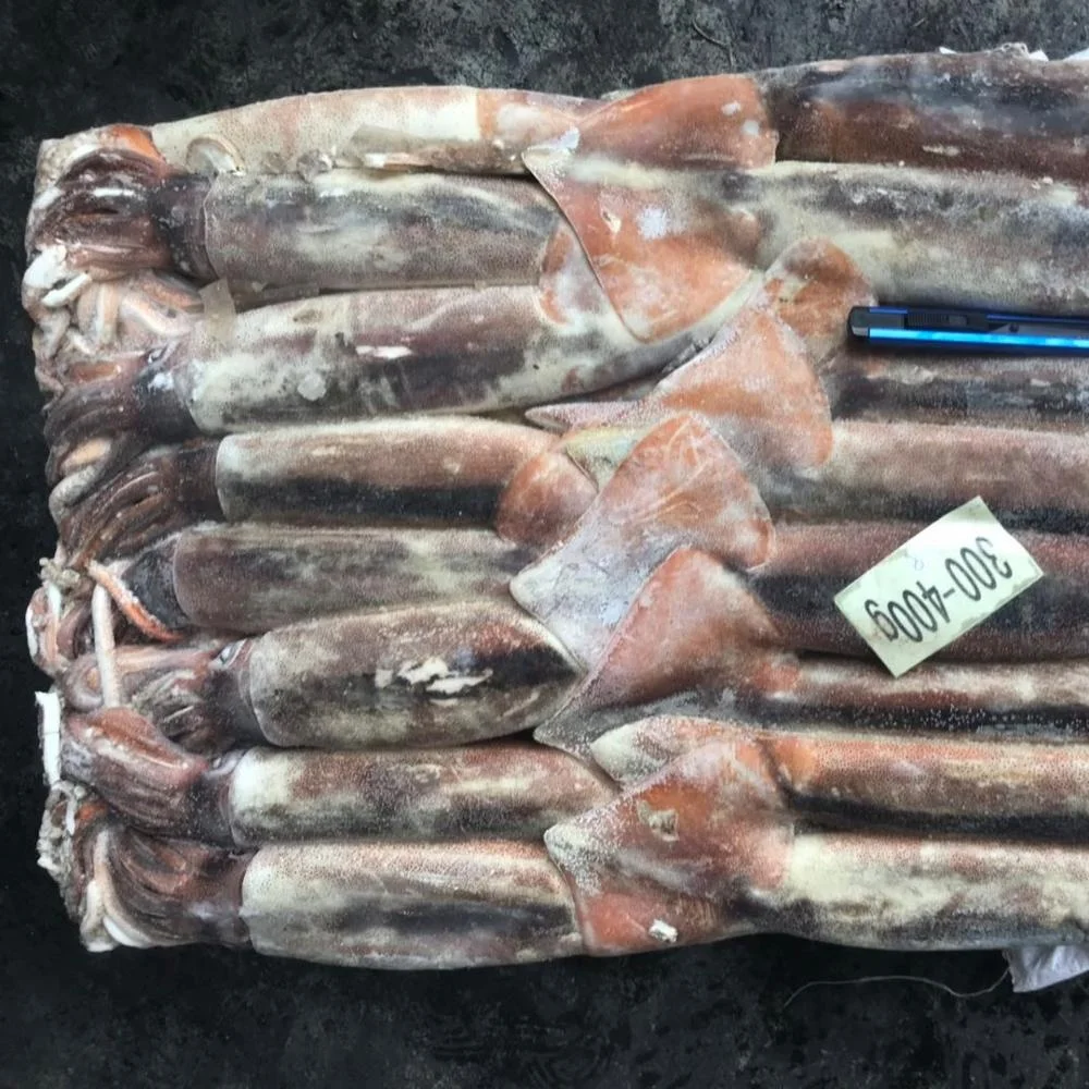 Wholesale price frozen illex Squid whole round