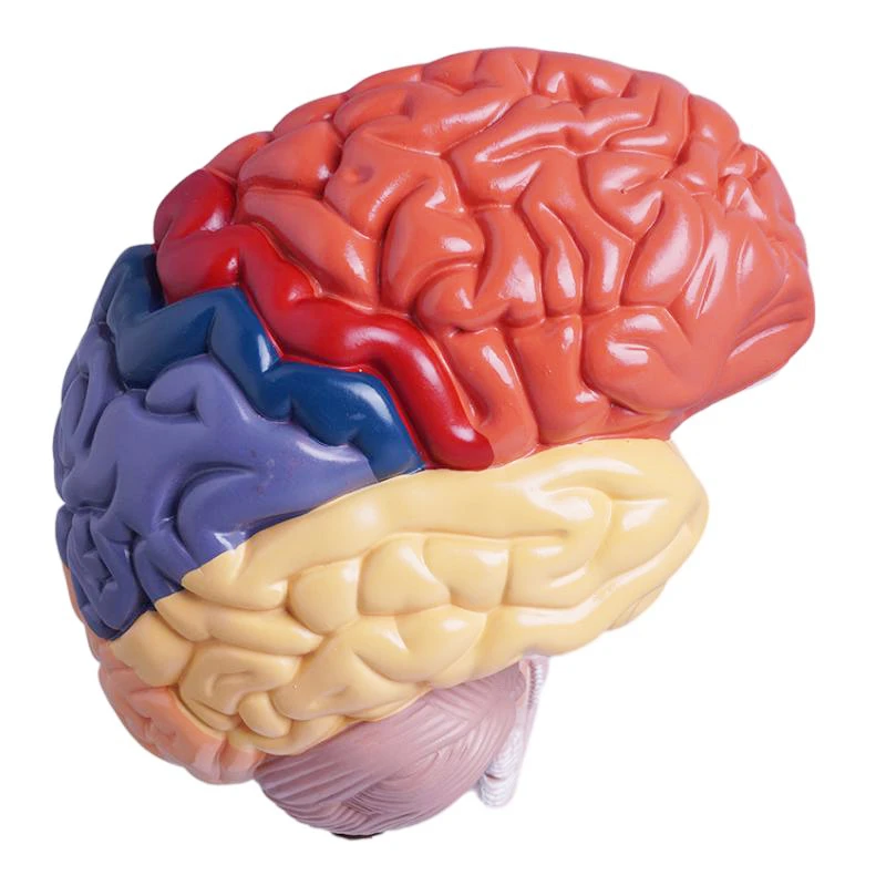 Human Brain Model Anatomical Model Medical School Plastic Human Brain for Medical Science