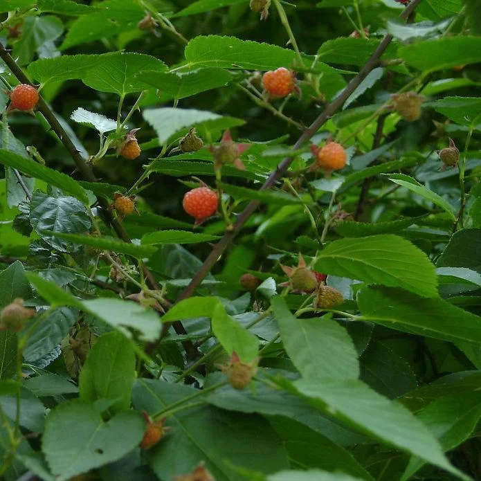 
Red yellow purple black color fruit divided layer Chinese raspberry plants 