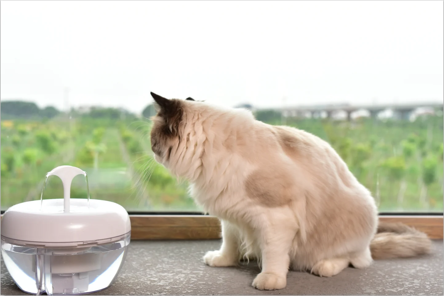 PAWOOF cat water fountain with a powerful filter hot selling Pawoof cat fountain cat drinking fountain