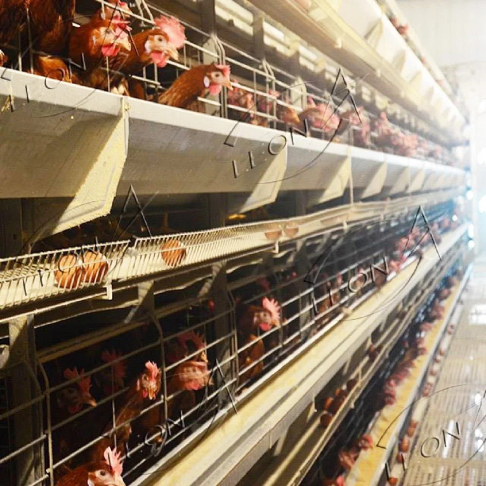 Hot Sale Modern Design H  Type Layer Birds Cages for Big Birds