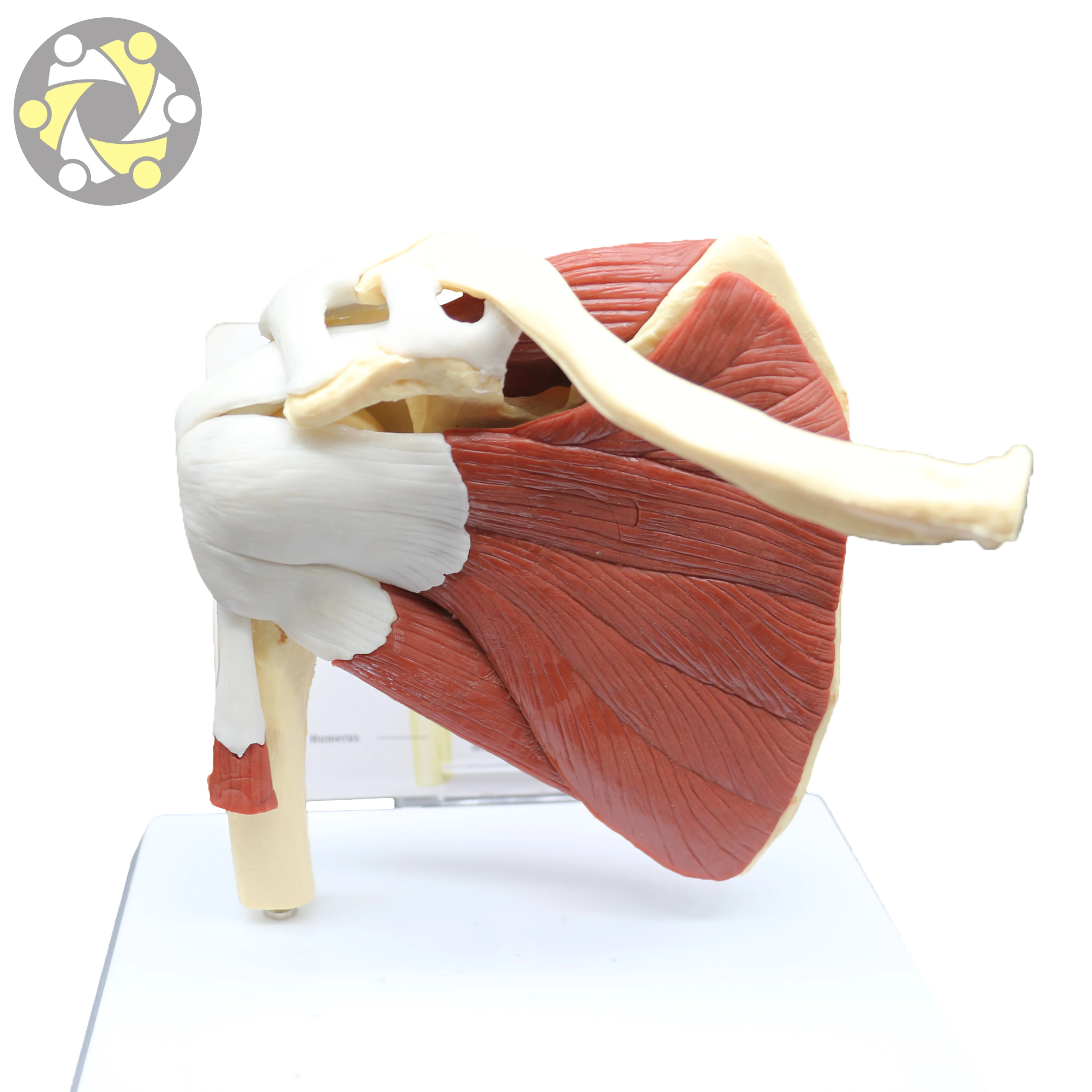 Medical Science Human Shoulder Joint Skeleton Model with Muscle