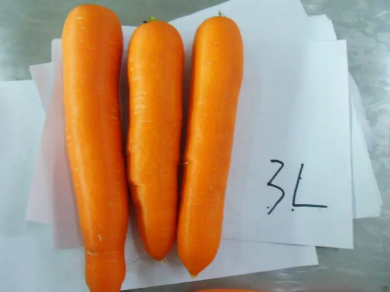 Factory Price New Crop Top Quality Low Price Fresh Carrots