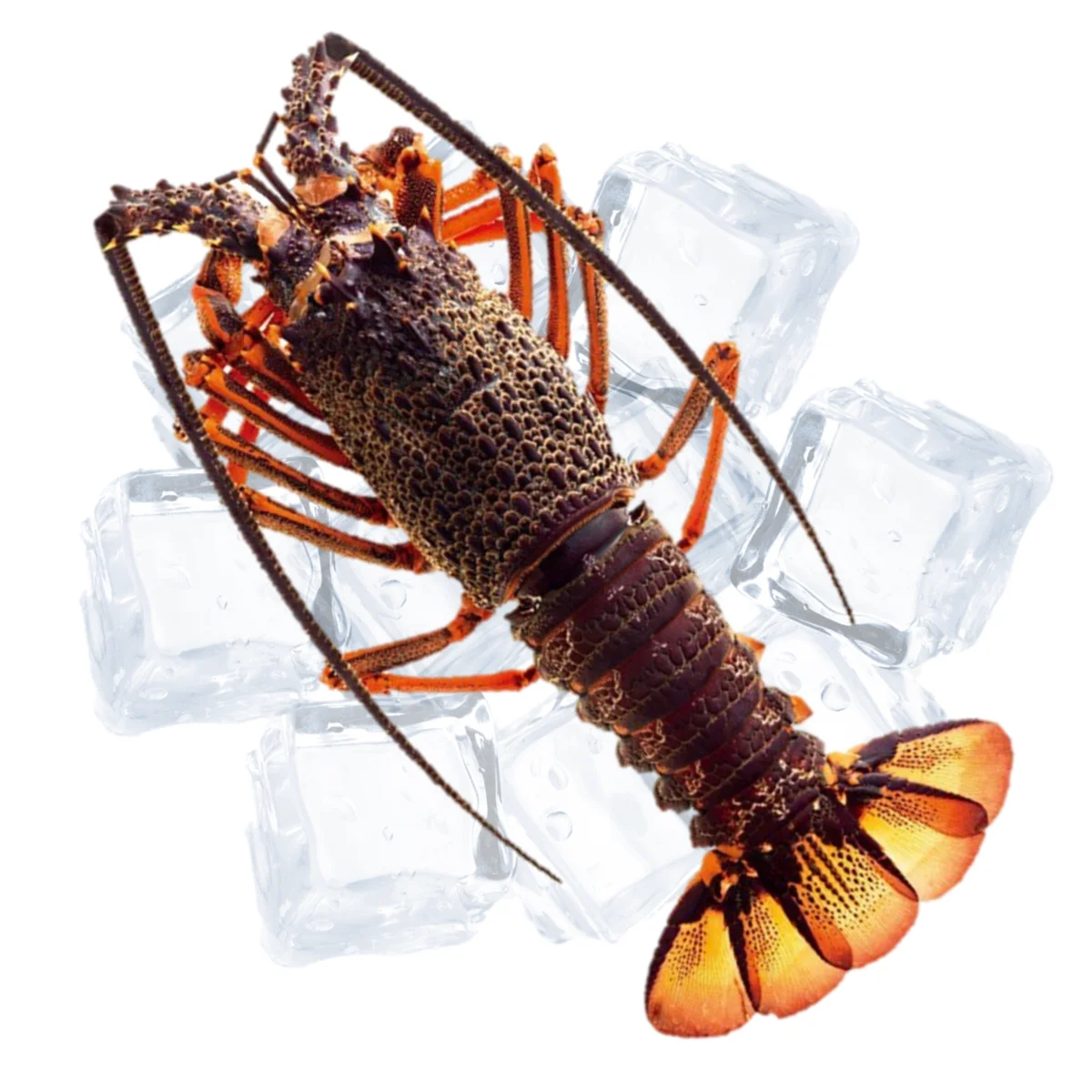 Wholesale Live Lobster Batik From Indonesia With Best Quality Best Price For Export