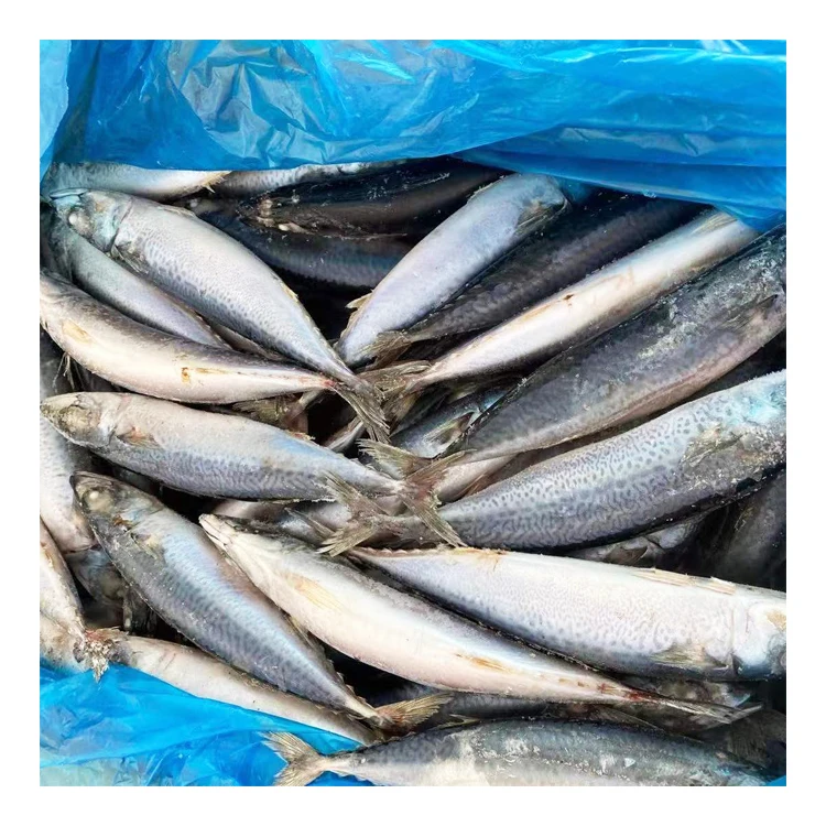 Sea Frozen 15kgs IQF Pacific Mackerel Fish Importers with Good Price