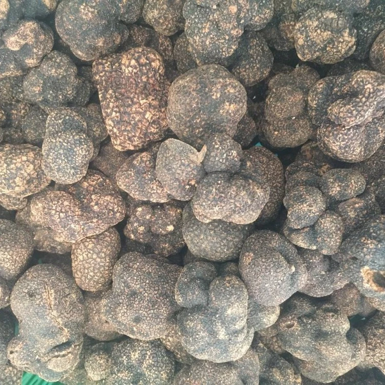 Рыночная цена для свежего клубня черный трюфель Uncinatum продажи трюфельный