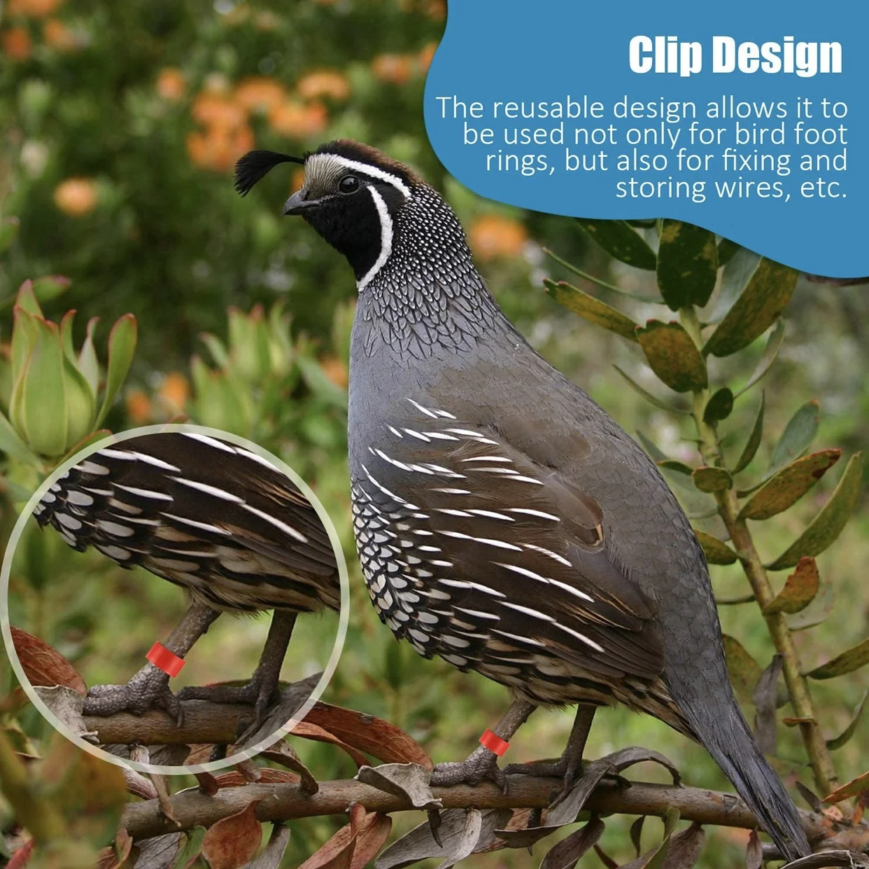 300 pieces 8 mm bird ring leg bands plastic multi color pigeon foot bands clip on leg rings for chicks bantam finch lovebird