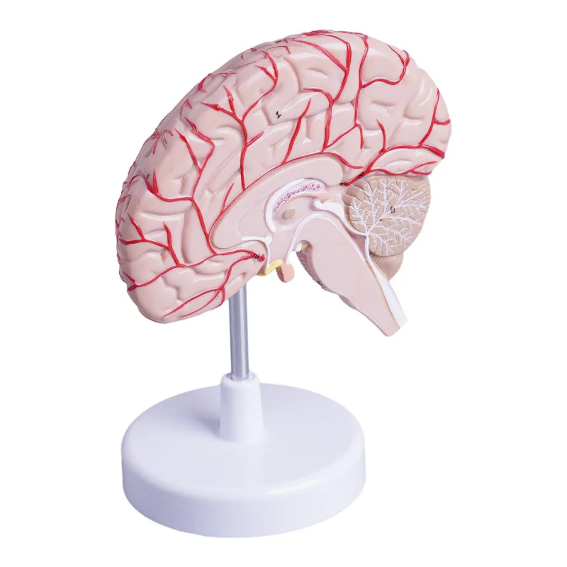 Human Brain Model Anatomical Model Medical School Plastic Human Brain for Medical Science