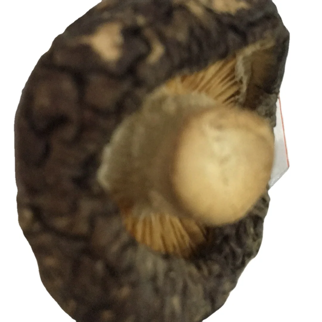 small size Dried  shiitake mushroom