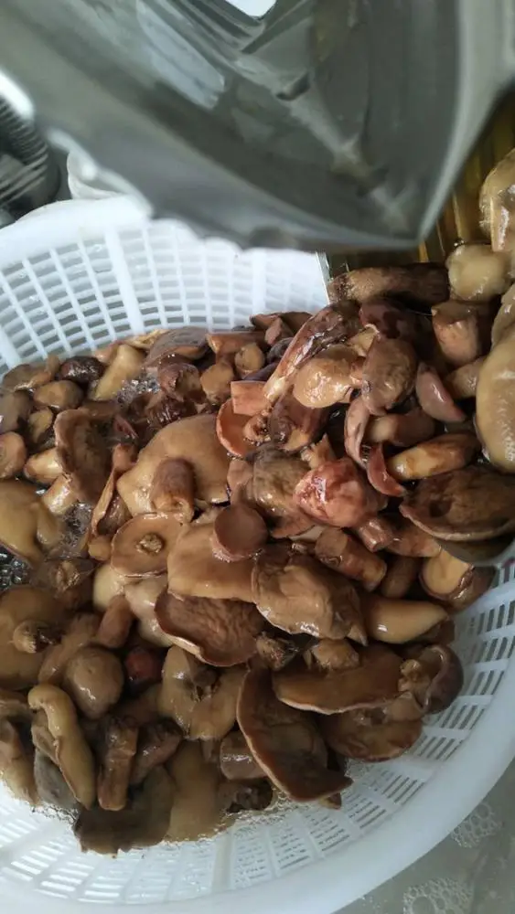 
new crop canned suillus 