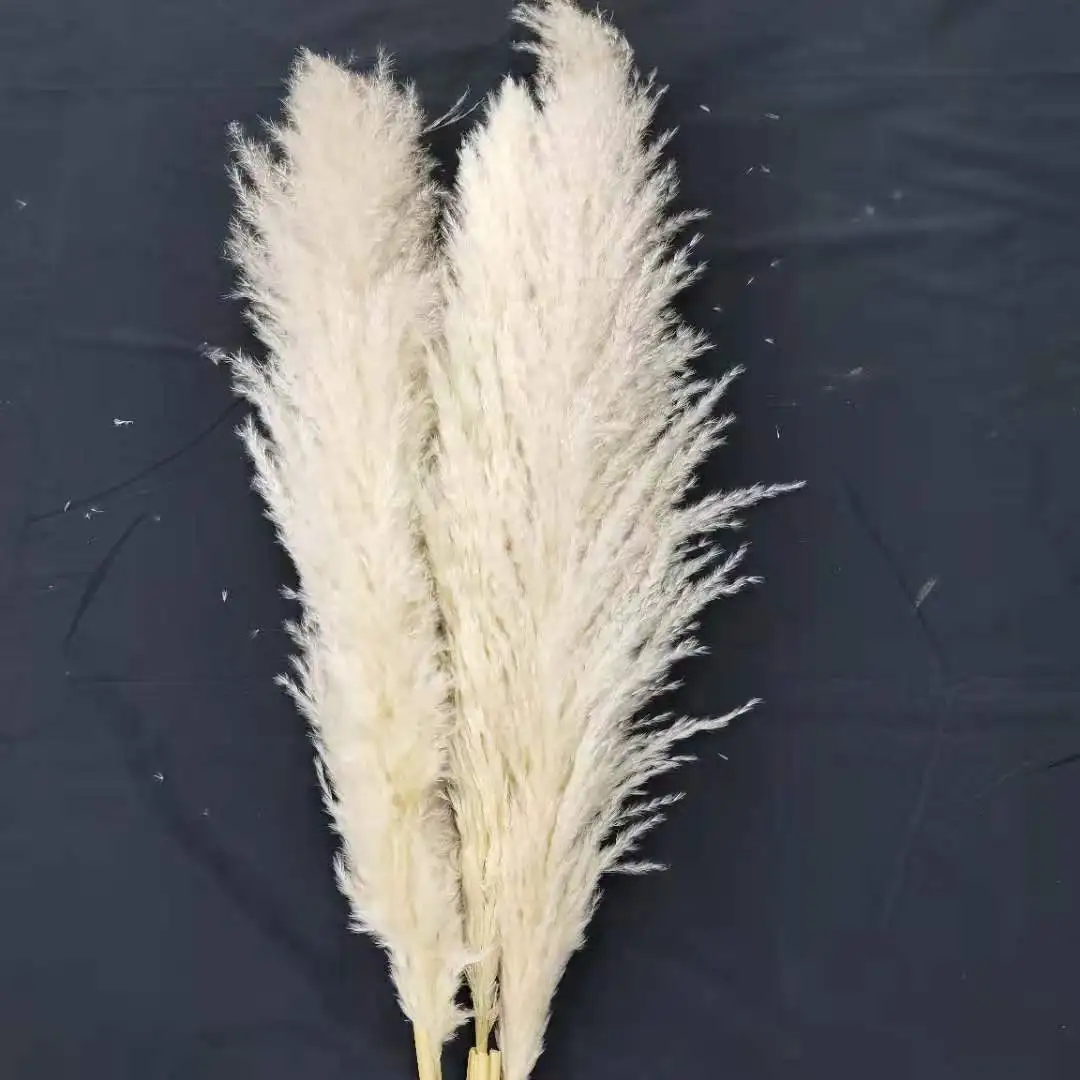 
fluffy big tall pampas grass natural beige white pampas dried flowers for home decoration and wedding decoration 
