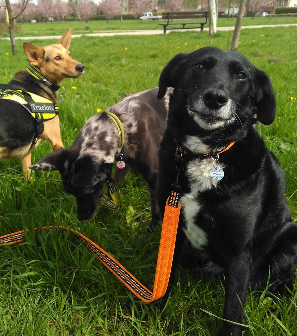 Truelove 2022 New Style Factory Manufacturer  High End Reflective Rope Durable Dog Leash at Night