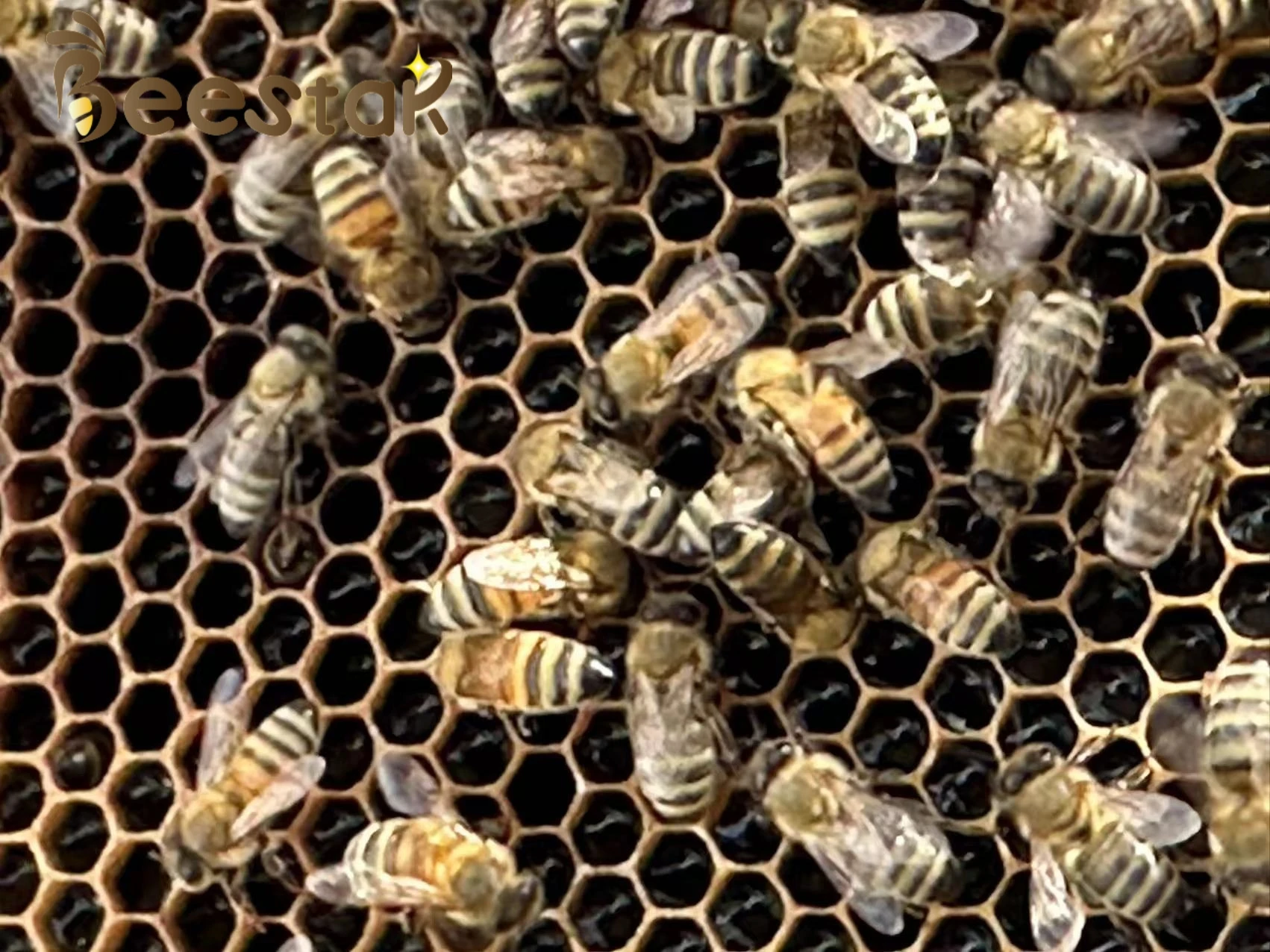 Factory supply 100%  natural Traditional herb honey  high quality honey packed in barrel