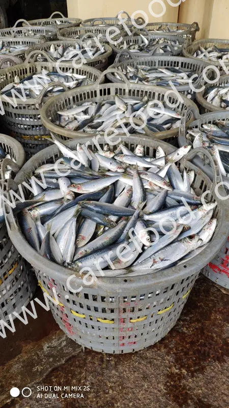 425g 155g Canned Mackerel and Sardine in Tomato Sauce