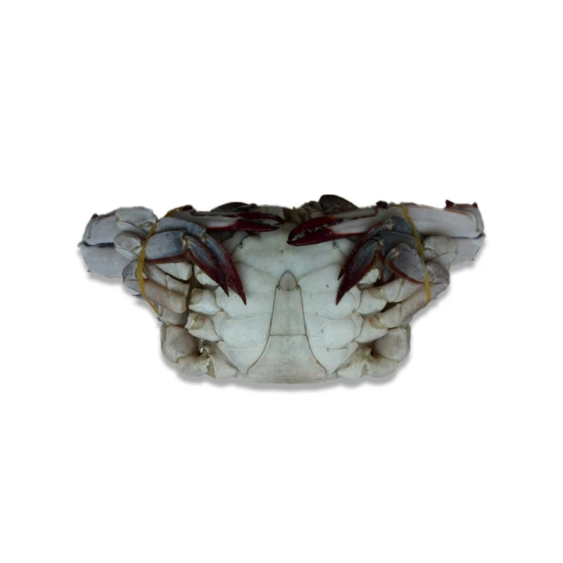 fresh frozen swimming crab for hot sale