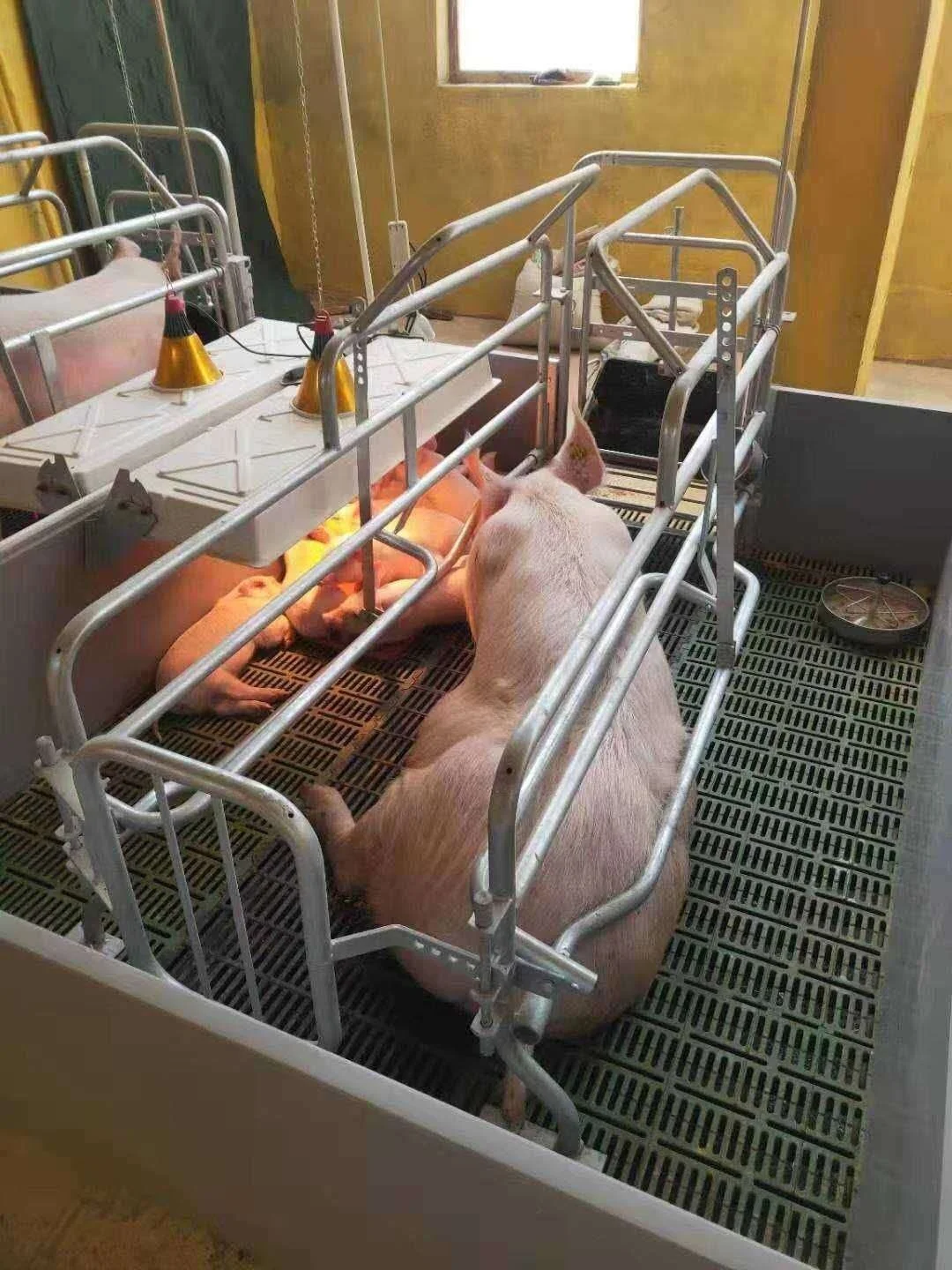 Cheap price livestock equipment pig farrowing crate galvanized cage for sale with farming plastic slatted flooring